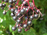Sambucus nigra 50 Seeds - Elderberry
