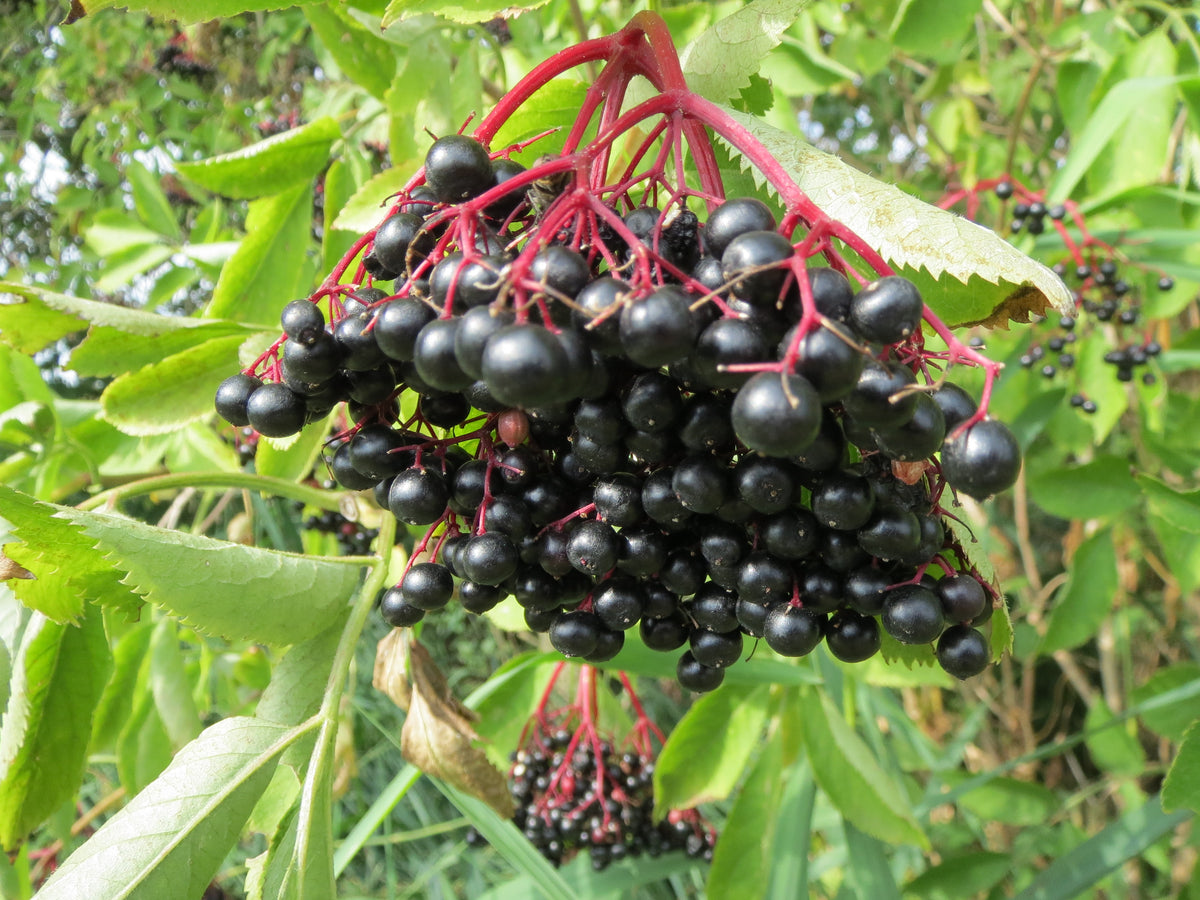 elderberry seeds to plant Sambucus nigra Seeds