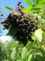 Sambucus nigra 50 Seeds - Elderberry