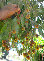 Sapindus saponaria 10 Seeds - Western Soapberry Tree