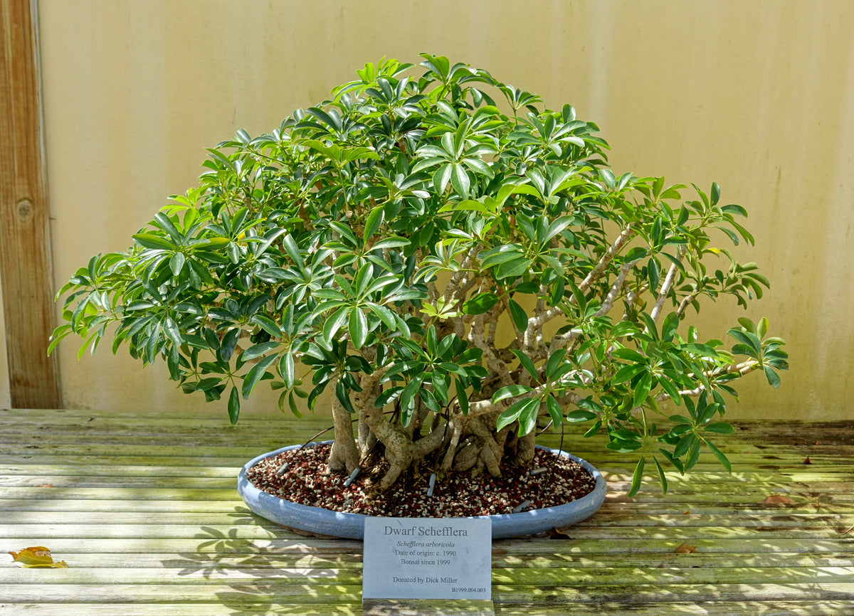 schefflera arboricola bonsai for sale Schefflera arboricola Seeds