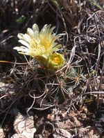 Sclerocactus brevihamatus 25 Seeds - Short-spined Fishhook Cactus