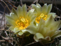Sclerocactus brevihamatus 25 Seeds - Short-spined Fishhook Cactus