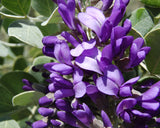 Sophora secundiflora Seeds - Texas Mountain Laurel