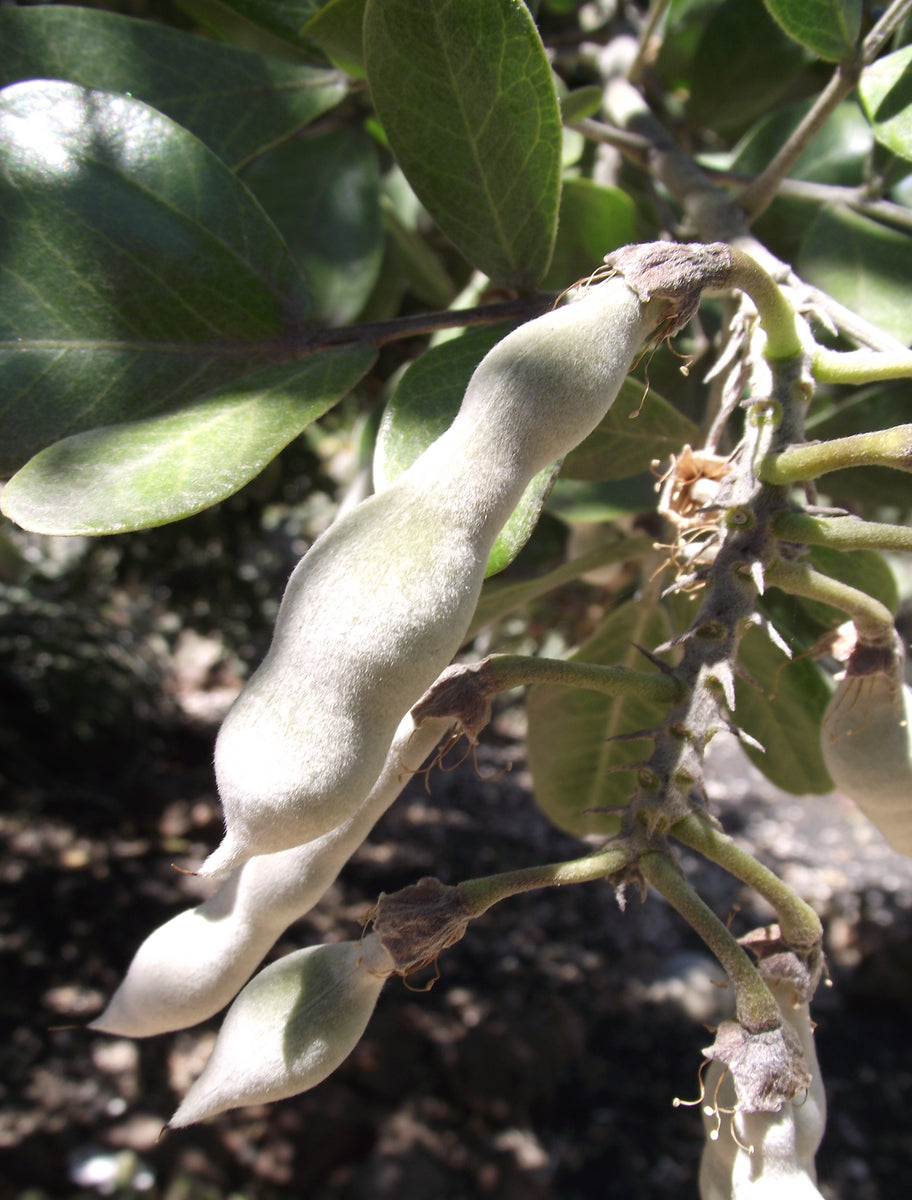 planting texas mountain laurel seeds Sophora secundiflora Seeds
