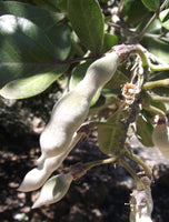 Sophora secundiflora 10 Seeds - Texas Mountain Laurel