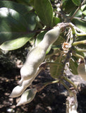 Sophora secundiflora Seeds - Texas Mountain Laurel