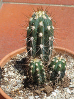 Stetsonia coryne 25 Seeds - Toothpick Cactus