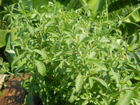 Stevia rebaudiana 100 Seeds - Sweet Leaf