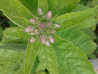 Stevia rebaudiana 100 Seeds - Sweet Leaf