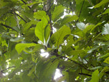 Tectona grandis 7 Seeds - Teak Tree