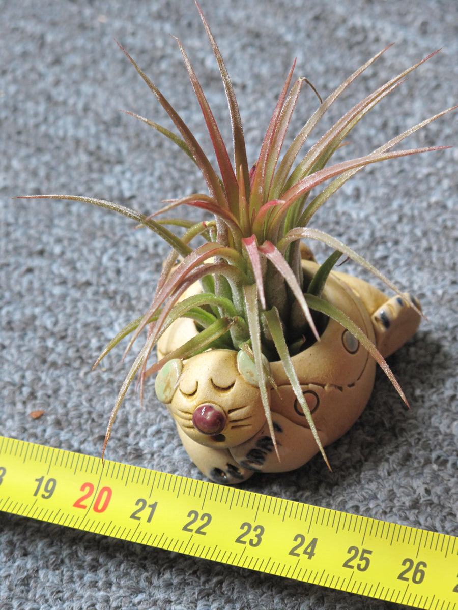 tillandsia air plant seeds Tillandsia ionantha Seeds