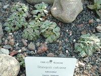 Titanopsis calcarea Seeds - Concrete Leaf