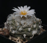 Turbinicarpus schmiedickeanus v. macrochele 25 Seeds