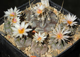 Turbinicarpus schmiedickeanus v. macrochele 25 Seeds