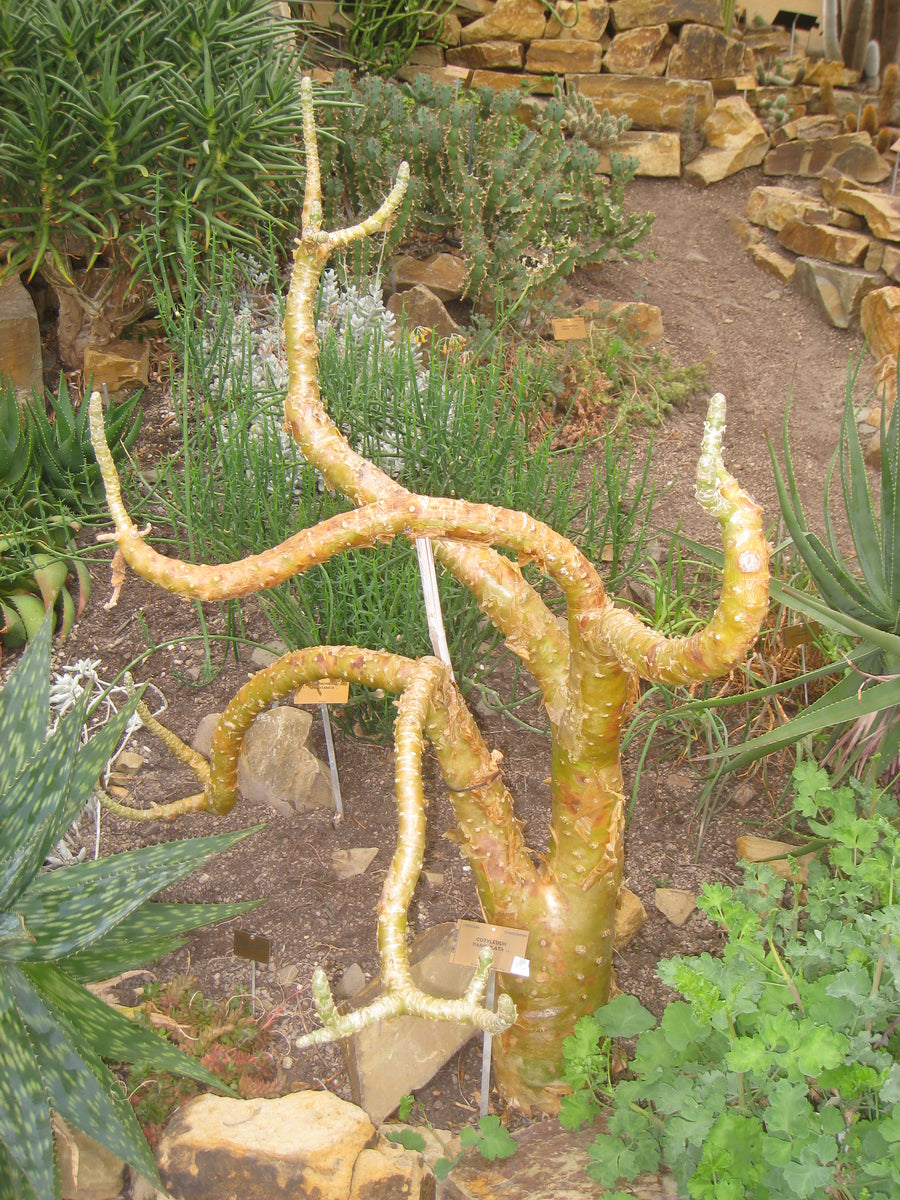 butter tree succulent Tylecodon paniculatus Seeds