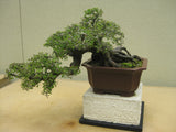 Ulmus Parvifolia Seeds - Chinese Elm