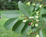 Ulmus Parvifolia Seeds - Chinese Elm