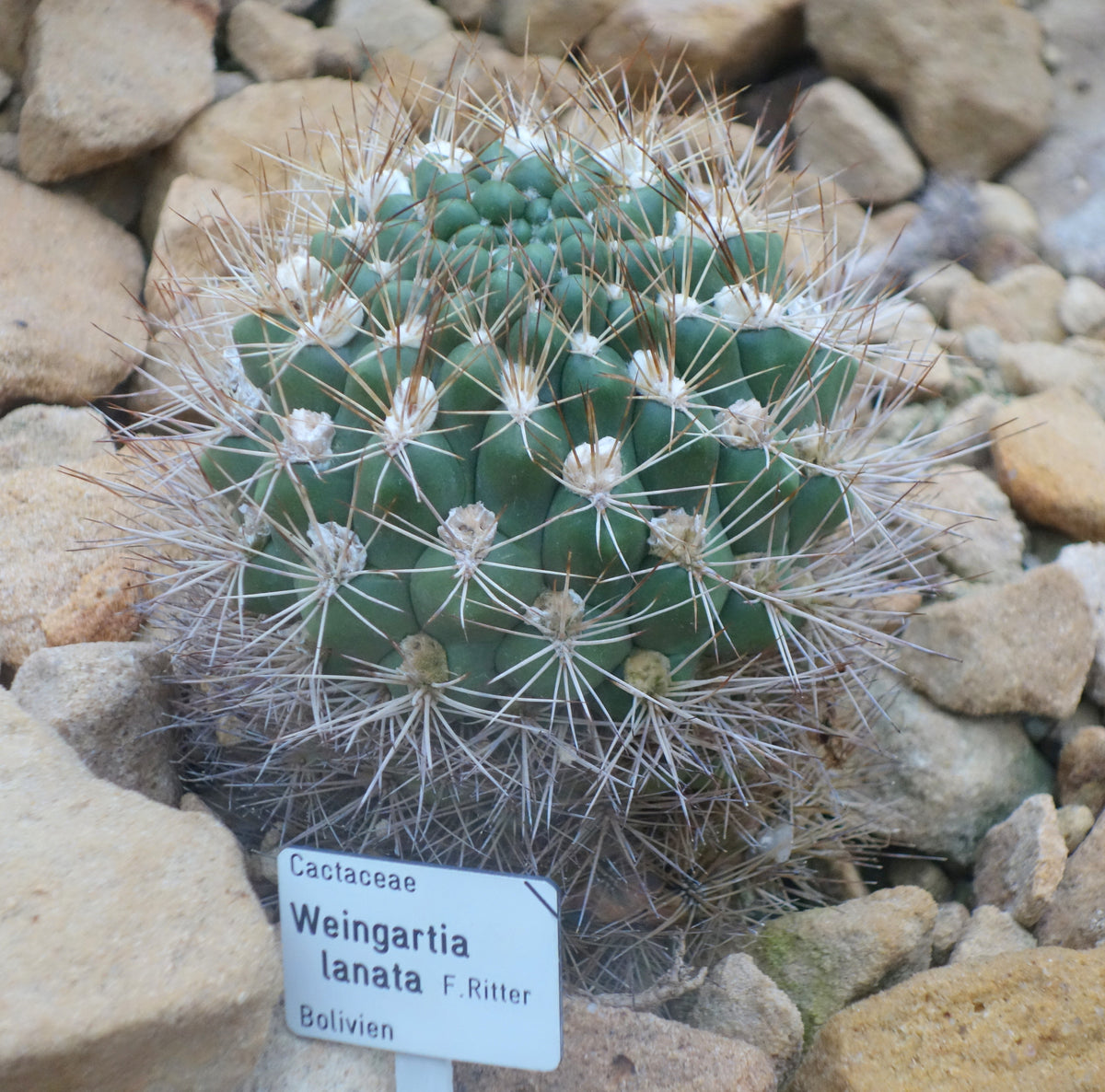 Weingartia lanata 25 Seeds