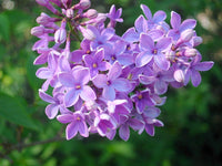 Syringa vulgaris Seeds - Common Lilac