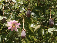 Passiflora mollissima 10 Seeds - Banana Passionfruit