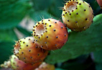 Opuntia ficus-indica Seeds - Prickly Pear