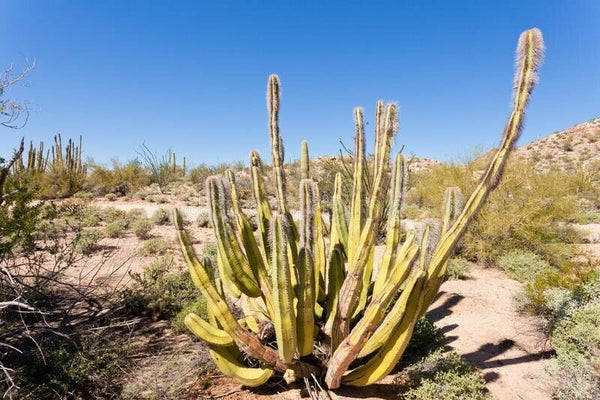 Lophocereus schottii 50 Seeds - Senita Cactus