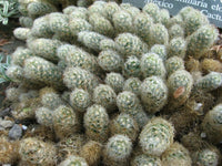 Mammillaria elongata Seeds - Ladyfinger Cactus - Gold Lace Cactus