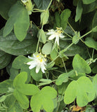 Passiflora subpeltata 10 Seeds - White Passionflower