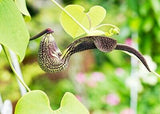 Aristolochia ringens 20 Seeds - Gaping Dutchman's Pipe