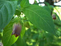 Atropa belladonna Seeds - Deadly Nightshade