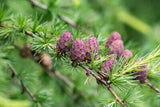 Larix decidua Seeds - European Larch