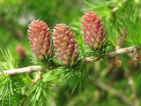 Larix decidua Seeds - European Larch