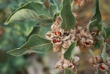 Withania somnifera Seeds - Ashwagandha