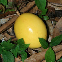 Passiflora edulis var. flavicarpa 10 seeds - Yellow Passionfruit