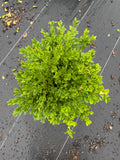 Green velvet boxwood 1 gallon pot