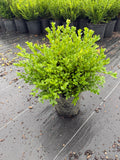 Green velvet boxwood 1 gallon pot