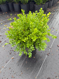 Green velvet boxwood 1 gallon pot