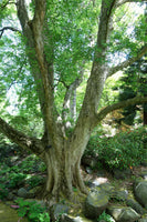 Acer buergerianum seeds - Trident maple