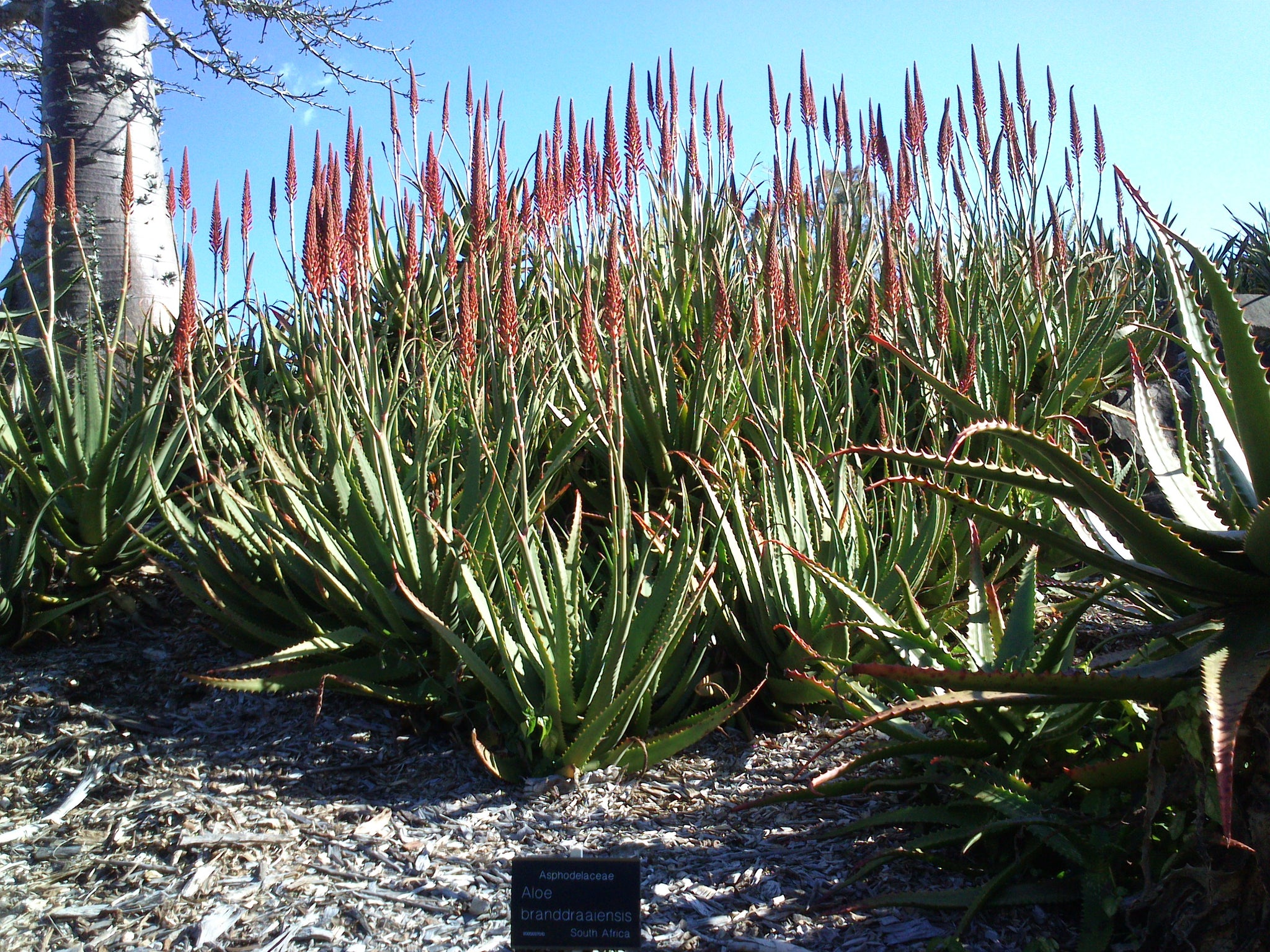 Aloe branddraaiensis Seeds – thegardenofset