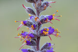 Amorpha canescens Seeds - Lead Plant