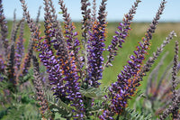 Amorpha canescens Seeds - Lead Plant