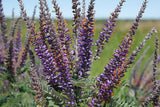 Amorpha canescens Seeds - Lead Plant