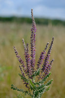 Amorpha canescens Seeds - Lead Plant