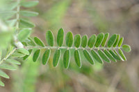 Amorpha canescens Seeds - Lead Plant