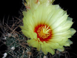 Astrophytum capricorne 25 Seeds - Goat's horn cactus