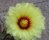 Astrophytum capricorne 25 Seeds - Goat's horn cactus