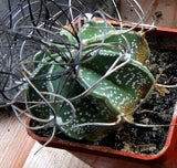 Astrophytum capricorne 25 Seeds - Goat's horn cactus