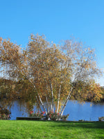 Betula nigra Southern Seeds - Southern River Birch