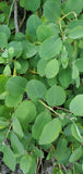 Capparis spinosa Seeds - Caper Bush